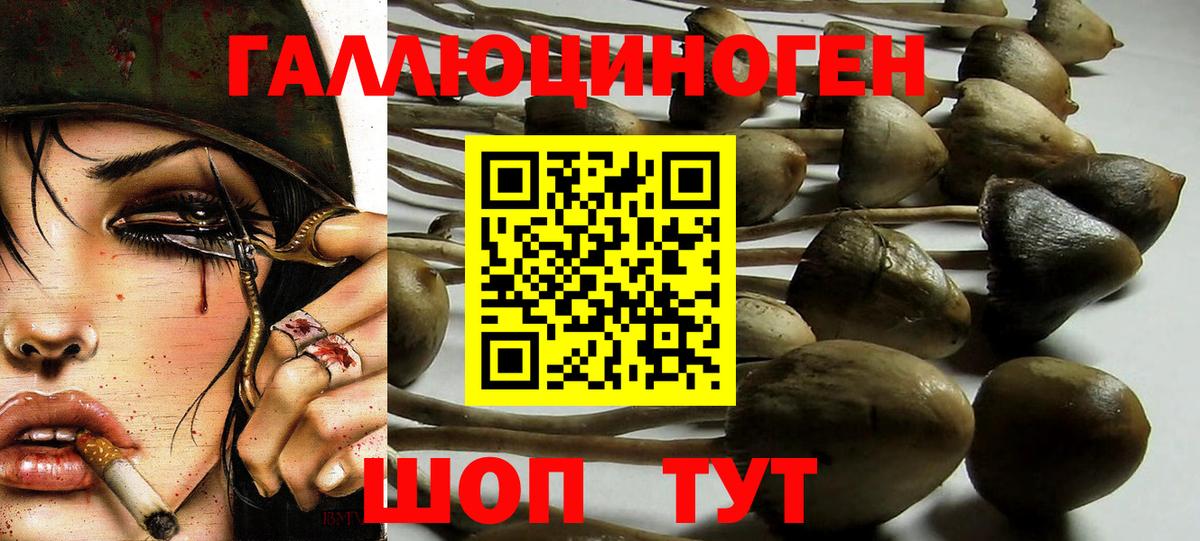 Галлюциногенные грибы Psilocybine cubensis Братск